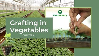 Vegetable Grafting Chapter 1  Grafting in Vegetables [upl. by Reichert523]