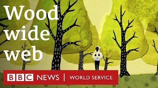 How trees secretly talk to each other  BBC World Service [upl. by Detta]