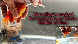 The Ultimate way to treat dropsy and swim bladder problem in fish [upl. by Ahsitil]