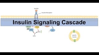 Insulin Signaling Cascade and Downstream Effects  Biochemistry Lesson [upl. by Tannenbaum]