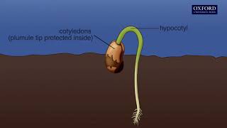 Animation 141 Seed germination [upl. by Eustache]