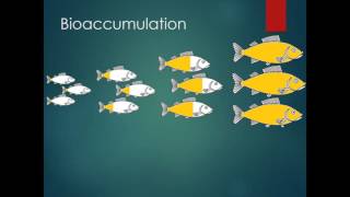 Whats In the Fish Bioaccumulation and Biomagnification [upl. by Sorcha]