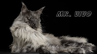 Mr ViVo  Most handsome Maine Coon cat in the world [upl. by Proudman]