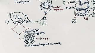 Taenia solium Lifecycle  Tapeworm  Taeniasis  Cysticercosis  English [upl. by Ocnarf233]