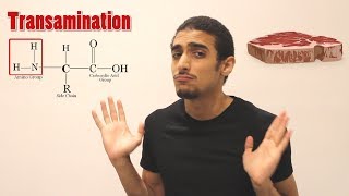 Overview on Amino acid metabolism شرح بالعربي لمصير الأمينو أسيد [upl. by Hajan929]