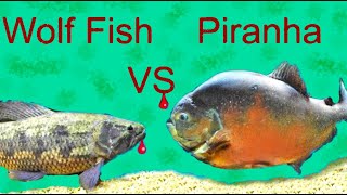 Wolf Fish Vs Piranha The Ultimate Showdown [upl. by Amoreta]