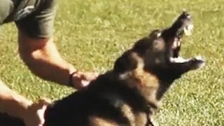 K9 Hard Hitting Takedowns and Apprehensions [upl. by Neelyt]