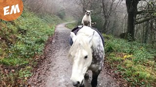 The Purrrfect Ride  Cat rides Horse [upl. by Llennol]