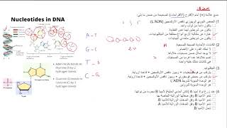 QCM مفهوم الخبر الوراثي  تمارين [upl. by Eudoca]