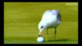 TPC Sawgrass Hole 17th Fail [upl. by Bogart]