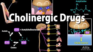 Cholinergic Drugs  Pharmacology Animation [upl. by Nois]