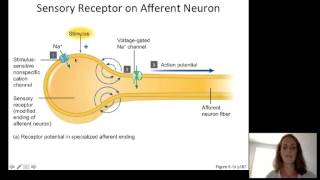 Lecture10 Sensory Physiology [upl. by Nowyt]