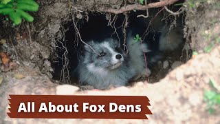 Fox Dens  How to Identify a Fox Den [upl. by Pascoe]