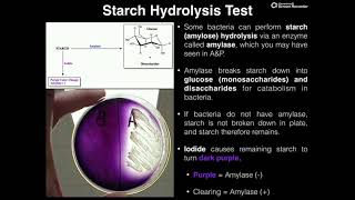 Microbiology Lab  Starch Hydrolysis Test via Amylase [upl. by Eyk]