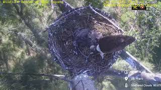 Bald Eagle  WRDC Eagle Nest Cam 09022025 1519 [upl. by Jankey]