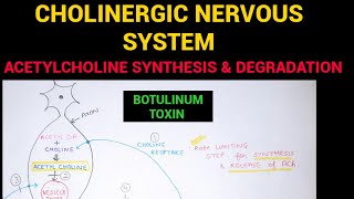 Autonomic Pharmacology  2  Acetylcholine Synthesis amp Degradation  EOMS [upl. by Nauqad]