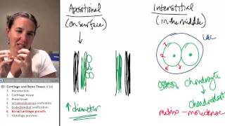 Bone  Cartilage 6 Growth [upl. by Anivel252]