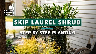 Skip Laurel Shrubs  Step by Step Planting [upl. by Duomham]