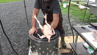 The easy way to process and butcher chicken [upl. by Neelak849]