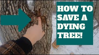 How To Save A Dying Tree [upl. by Osmen]