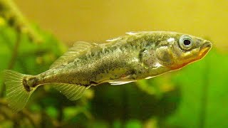 Facts The Stickleback [upl. by Renaldo907]