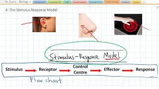 What is the Stimulus Response Model [upl. by Duky]