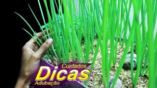 Como Cultivar Cebolinha DICAS CUIDADOS ADUBAÇÃO [upl. by Hedy]