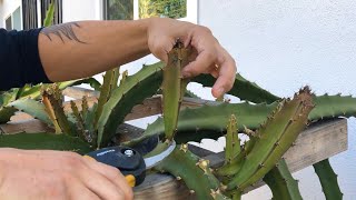 How to Prune New Young Growth Off Dragon Fruit [upl. by Kred]