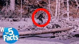 Top 5 Facts about Bigfoot CONFIRMED [upl. by Leroi]