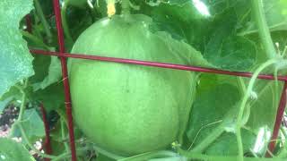 Update Growing Honeydew Melon amp Cantaloupe Vertically [upl. by Anitahs803]