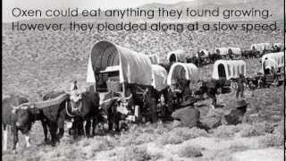 Covered Wagons of the Oregon Trail [upl. by Wolfgang391]