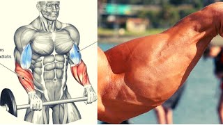 8 BEST FOREARMS EXERCICES  MUSCULATION AVANT BRAS [upl. by Alaikim]