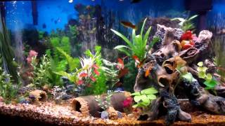 Best Fish Tank Aquarium I Ever Created  Beautiful [upl. by Toiboid436]