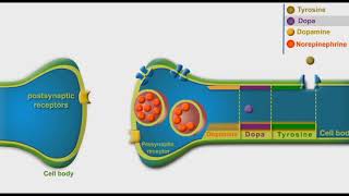 Adrenergic Synthesis And Metabolism animation [upl. by Hawkie66]