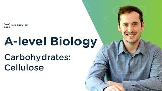 Carbohydrates Cellulose  Alevel Biology  OCR AQA Edexcel [upl. by Rozalin121]