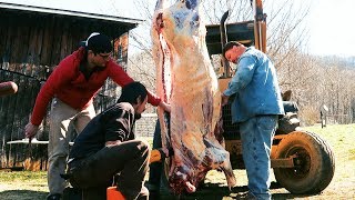 Beef Butchering on Family Farm  Homestead Food Production [upl. by Yrrum]