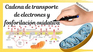 CADENA de TRANSPORTE de ELECTRONES y FOSFORILACIÓN OXIDATIVA [upl. by Lorain233]