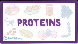 Proteins [upl. by Nosrac791]