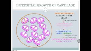 Ch 6 Interstitial Growth VS Appositional Growth [upl. by Anaicul]