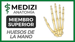 Anatomía de Miembro Superior MMSS  Huesos de la mano [upl. by Eima650]