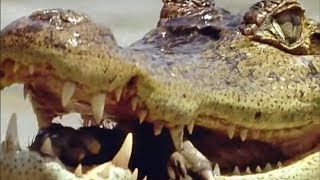 Caiman vs Capybara vs Anaconda  Amazon  BBC Earth [upl. by Frodi814]