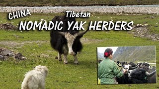 Life Among the Tibetan Nomadic Yak Herders [upl. by Klinger]