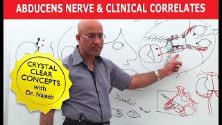 Abducens Nerve  1  Course and Distribution [upl. by Atsahc]