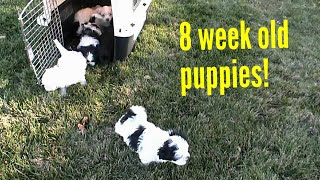 Shih Poo puppies [upl. by Eidoc]