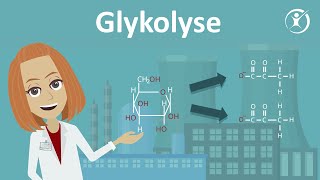 Die Glykolyse  Zellatmung Stoffabbau amp Stoffwechsel  Studyflix [upl. by Theodosia165]