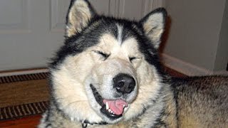 Funny Alaskan Malamute Compilation NEW [upl. by Isbella]