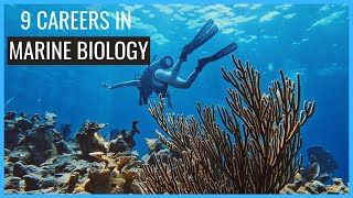 9 Careers in Marine Biology You Should Know About  Careers in Biology [upl. by Morly]