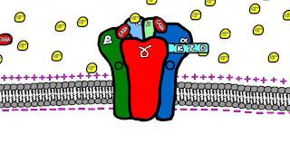 Sedative Drugs Mechanism of Action Benzodiazepines and Barbiturates [upl. by Florentia]