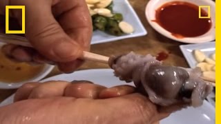 Would You Eat Live Octopus  National Geographic [upl. by Aiciles]