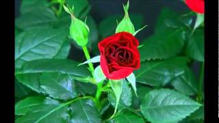 Flowers in Bloom TimeLapse Videos [upl. by Akiwak]